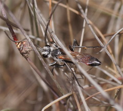 Podalonia tydei suspiciosa