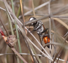 Podalonia tydei suspiciosa