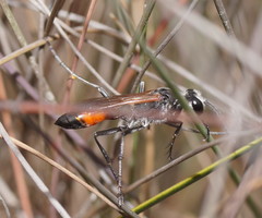 Podalonia tydei suspiciosa
