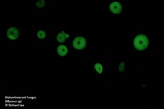 Mycena chlorophos