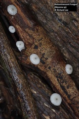 Mycena chlorophos