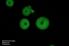 Mycena chlorophos
