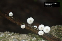 Mycena chlorophos
