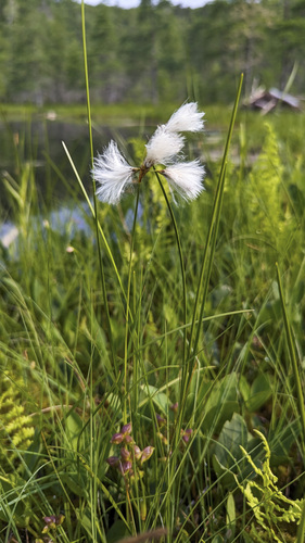 Eriophorum gracile W.D.J.Koch