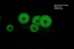 Mycena chlorophos