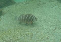 Chirodactylus spectabilis