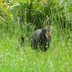 Porphyrio hochstetteri