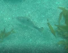 Notolabrus celidotus