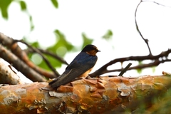 Hirundo rustica tytleri