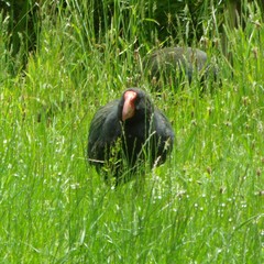 Porphyrio hochstetteri