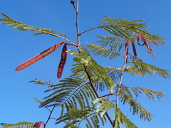Leucaena esculenta