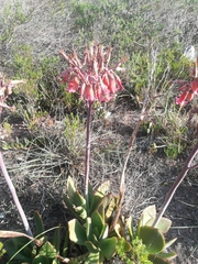 Cotyledon orbiculata oblonga