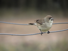 Aphelocephala leucopsis