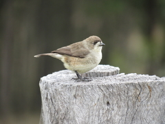 Aphelocephala leucopsis