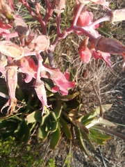 Cotyledon orbiculata oblonga