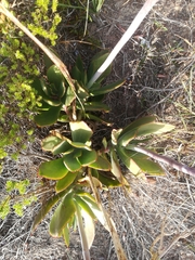 Cotyledon orbiculata oblonga