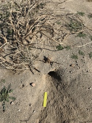 Dipodomys deserti
