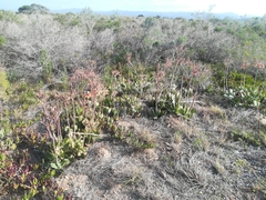 Cotyledon orbiculata oblonga