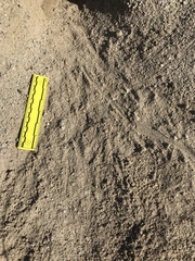 Dipodomys deserti