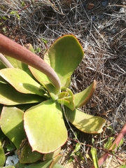 Cotyledon orbiculata oblonga