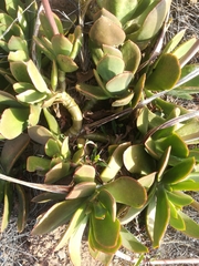 Cotyledon orbiculata oblonga