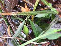 Asclepias perennis image