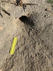Dipodomys deserti
