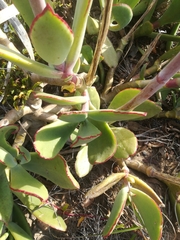 Cotyledon orbiculata oblonga