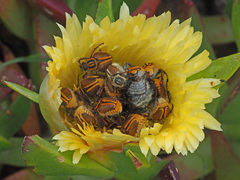 Lepithrix pseudolineata