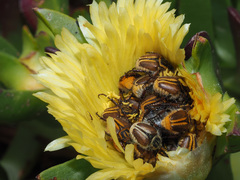 Lepithrix pseudolineata