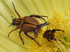 Lepithrix pseudolineata