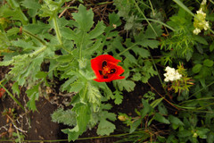 Glaucium corniculatum