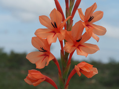 Watsonia stenosiphon
