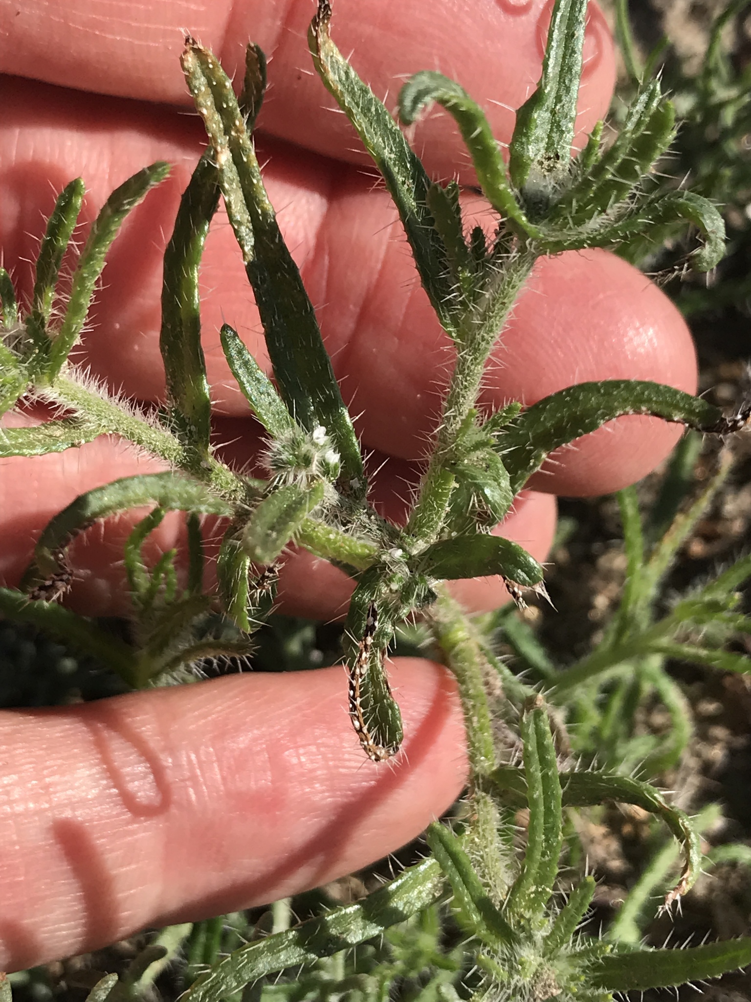 Cryptantha maritima var. maritima