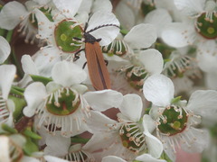 Trichalus semicostatus