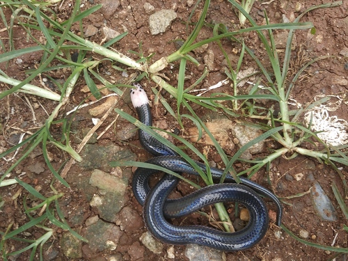 Photo of a Sunbeam Snake (Xenopeltis unicolor)