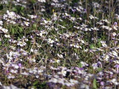 Maresia pulchella