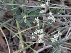 Polygonum equisetiforme