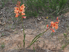 Watsonia stenosiphon