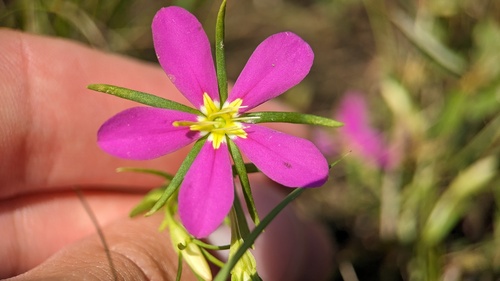 Pelton's rose-gentian (Sabatia arkansana)
