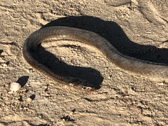 Dendroaspis polylepis