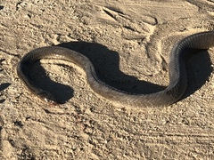 Dendroaspis polylepis