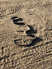 Dendroaspis polylepis