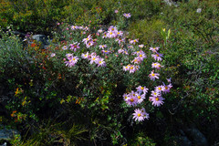 Chrysanthemum sinuatum