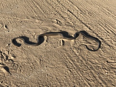 Dendroaspis polylepis