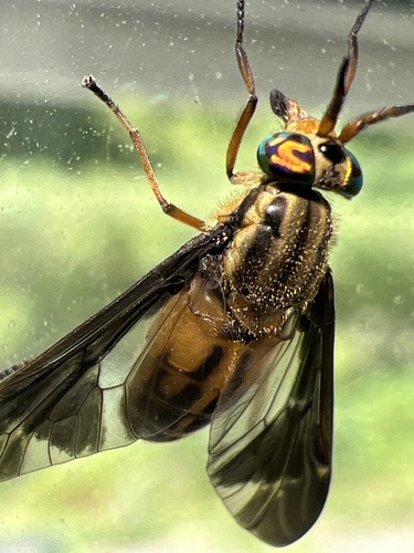 Adulterous Deer Fly photo 5