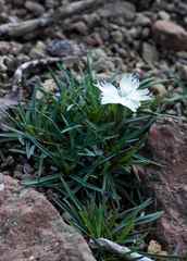 Dianthus basuticus basuticus