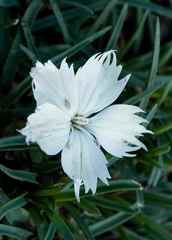 Dianthus basuticus basuticus