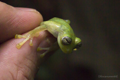 Pijaos' Glassfrog photo 3
