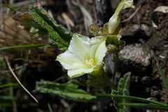 Convolvulus natalensis